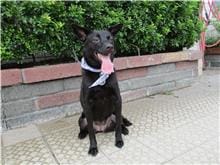 【待認養】混種犬 狗 (女生) - 南投縣公立動物收容所