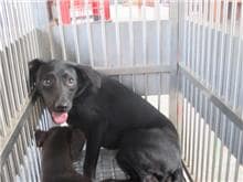 【待認養】混種犬 狗 (男生) - 桃園市動物保護教育園區