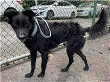 【待認養】混種犬 狗 (男生) - 臺北市動物之家