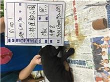 【待認養】混種犬 狗 (男生) - 雲林縣流浪動物收容所