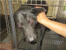 【待認養】混種犬 狗 (男生) - 桃園市動物保護教育園區