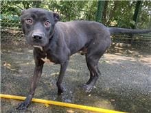 【待認養】混種犬 狗 (男生) - 臺北市動物之家