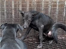 【待認養】混種犬 狗 (男生) - 彰化縣流浪狗中途之家