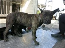 【待認養】混種犬 狗 (男生) - 南投縣公立動物收容所