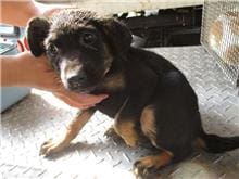 【待認養】混種犬 狗 (男生) - 南投縣公立動物收容所