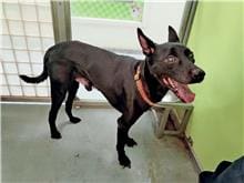 【待認養】混種犬 狗 (男生) - 臺北市動物之家