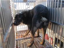 【待認養】混種犬 狗 (男生) - 桃園市動物保護教育園區