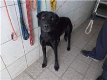 【待認養】混種犬 狗 (女生) - 南投縣公立動物收容所