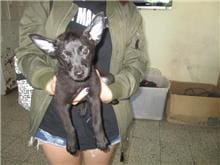 【待認養】混種犬 狗 (女生) - 桃園市動物保護教育園區