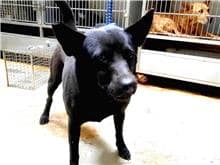 【待認養】混種犬 狗 (女生) - 臺北市動物之家