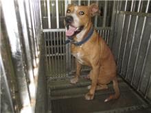 【待認養】混種犬 狗 (男生) - 桃園市動物保護教育園區