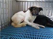 【待認養】混種犬 狗 (女生) - 南投縣公立動物收容所