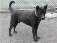 【待認養】混種犬 狗 (男生) - 臺北市動物之家