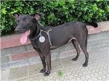 【待認養】混種犬 狗 (女生) - 南投縣公立動物收容所