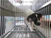 【待認養】混種犬 狗 (女生) - 桃園市動物保護教育園區