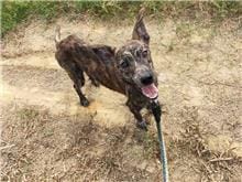 【待認養】混種犬 狗 (女生) - 南投縣公立動物收容所