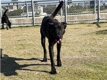 【待認養】混種犬 狗 (女生) - 新竹市動物保護教育園區