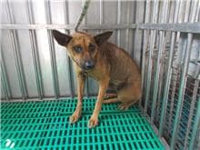 【待認養】混種犬 狗 (女生) - 南投縣公立動物收容所