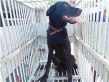 【待認養】混種犬 狗 (女生) - 桃園市動物保護教育園區