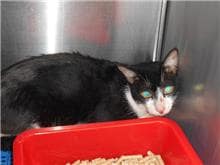 【待認養】混種貓 貓 (男生) - 桃園市動物保護教育園區