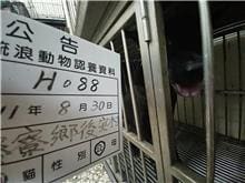 【待認養】混種犬 狗 (男生) - 雲林縣流浪動物收容所