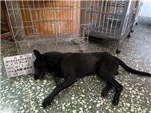 【待認養】混種犬 狗 (男生) - 雲林縣流浪動物收容所