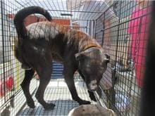 【待認養】混種犬 狗 (男生) - 桃園市動物保護教育園區