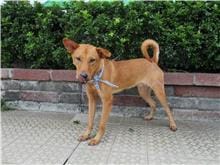 【待認養】混種犬 狗 (男生) - 南投縣公立動物收容所