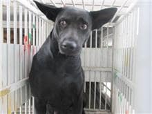 【待認養】混種犬 狗 (女生) - 桃園市動物保護教育園區