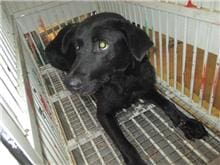 【待認養】混種犬 狗 (女生) - 桃園市動物保護教育園區