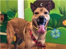 【待認養】混種犬 狗 (男生) - 臺北市動物之家