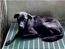 【待認養】混種犬 狗 (男生) - 彰化縣流浪狗中途之家