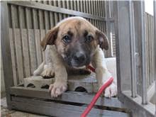 【待認養】混種犬 狗 (男生) - 新竹市動物保護教育園區