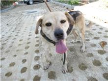 【待認養】混種犬 狗 (男生) - 新竹市動物保護教育園區