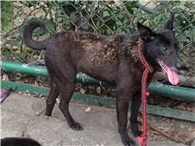 【待認養】混種犬 狗 (女生) - 臺北市動物之家