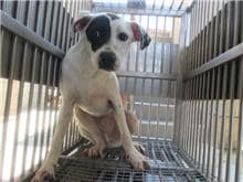 【待認養】混種犬 狗 (男生) - 桃園市動物保護教育園區