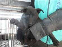 【待認養】混種犬 狗 (男生) - 桃園市動物保護教育園區