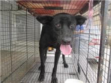 【待認養】混種犬 狗 (女生) - 桃園市動物保護教育園區