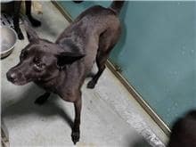 【待認養】混種犬 狗 (女生) - 臺北市動物之家