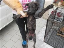 【待認養】混種犬 狗 (女生) - 桃園市動物保護教育園區
