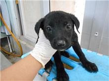 【待認養】混種犬 狗 (女生) - 桃園市動物保護教育園區