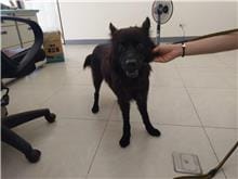 【待認養】混種犬 狗 (女生) - 金門縣動物收容中心