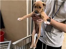 【待認養】混種犬 狗 (女生) - 新竹市動物保護教育園區