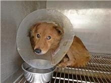 【待認養】混種犬 狗 (男生) - 臺北市動物之家