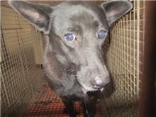 【待認養】混種犬 狗 (女生) - 桃園市動物保護教育園區