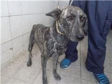 【待認養】混種犬 狗 (女生) - 南投縣公立動物收容所