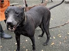 【待認養】混種犬 狗 (男生) - 臺北市動物之家