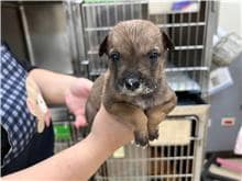 【待認養】混種犬 狗 (女生) - 新竹市動物保護教育園區