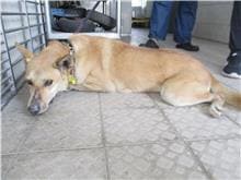 【待認養】混種犬 狗 (女生) - 南投縣公立動物收容所