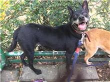 【待認養】混種犬 狗 (女生) - 臺北市動物之家